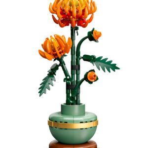 Chrysanthemum