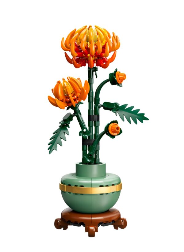 Chrysanthemum